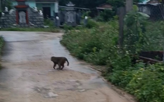 Khỉ bất ngờ xuất hiện cắn chết 4 kèo nhà cái tỷ lệ cá cược chó, làm 3 người bị thương