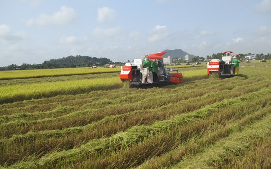Vì sao nhiều doanh nghiệp không được trực tiếp tỷ lệ bóng đá kèo nhà cái?