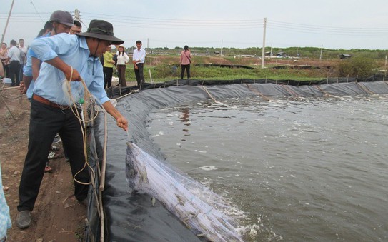 Ngành tôm đối mặt khó khăn mới