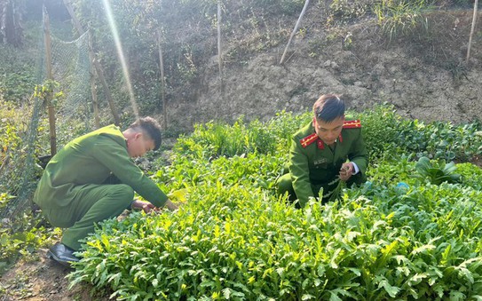 Trồng gần 2.800 kèo nhà cái tỷ lệ cá cược để làm rau ăn hàng ngày