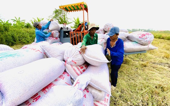 Dự tỷ lệ kèo nhà cái mới về giá gạo, một lượng lớn gạo giá rẻ của Ấn Độ có thể tung ra thị trường
