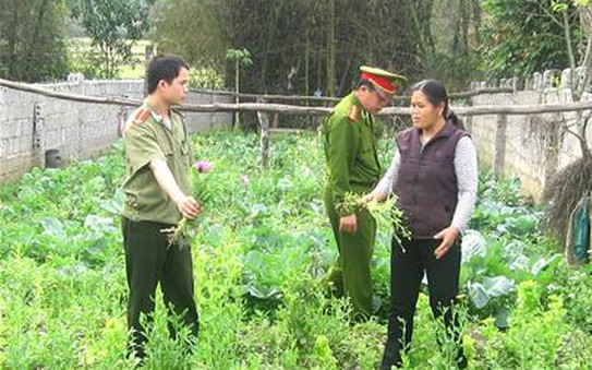 Hà Nội: Phát hiện “canh tác” tỷ lệ kèo nhà cái tại nhà