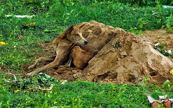 Chú chó tuyệt thực nằm bên mộ chủ suốt hơn 2 tuần