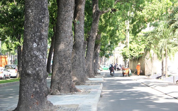 Cận cảnh hàng cổ thụ trăm tuổi sắp vắng bóng ở Sài Gòn
