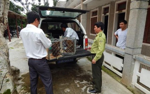Khẩn cấp cứu hộ cho 6 động vật tỷ lệ kèo nhà cái hôm nay dã cực kỳ quý hiếm