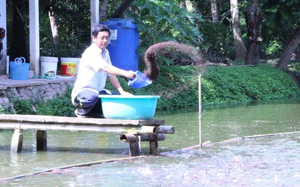 tỷ lệ kèo góc nhà cái nhập cao nhờ nuôi ghép cá