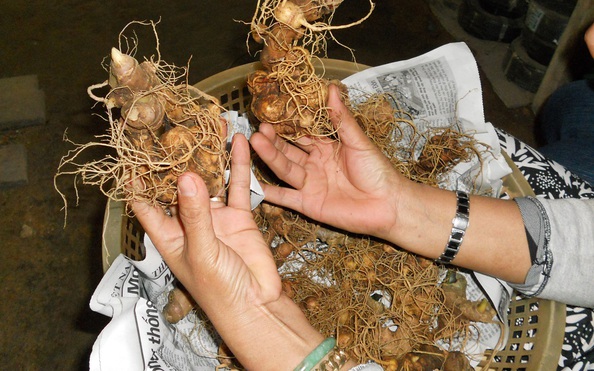 Trộm cả vườn sâm Ngọc tỷ lệ cá cược kèo nhà cái trị giá hàng trăm triệu đồng