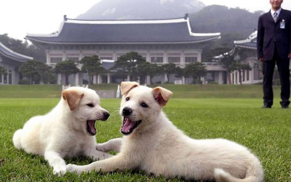 Ông kèo nhà cái tỷ lệ cá cược tặng chó săn cho tổng thống Hàn Quốc