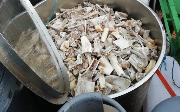 Cao Sư Tử - Tiểu Sử, Giáo Lý và Ảnh Hưởng Trong Phật Giáo