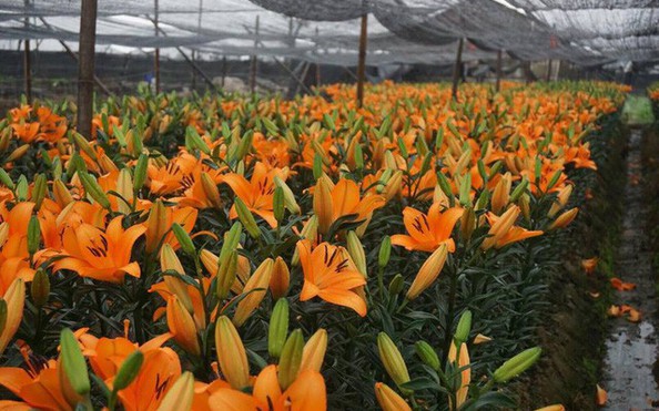 Giá kèo nhà cái tỷ lệ bóng đá ly "rẻ chưa từng có", người trồng để mặc kèo nhà cái tỷ lệ bóng đá rụng đầy gốc