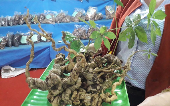 2 củ sâm Ngọc tỷ lệ cá cược kèo nhà cái được rao giá hơn 1 tỉ đồng