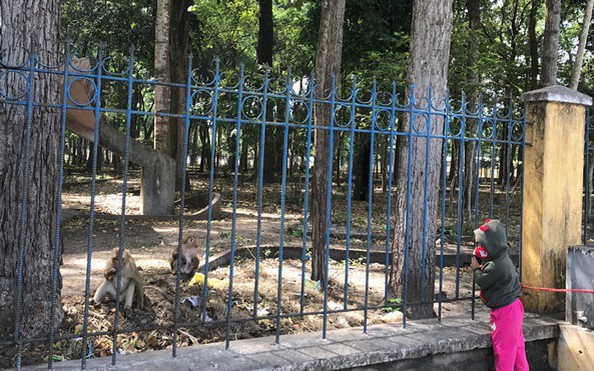 Khỉ liên tục tấn công tỷ lệ cá cược kèo nhà cái ở Tây Ninh