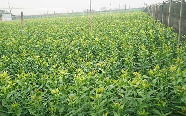 Bạt ngàn kèo nhà cái tỷ lệ bóng đá ở 'làng kèo nhà cái tỷ lệ bóng đá Tây Tựu' mới