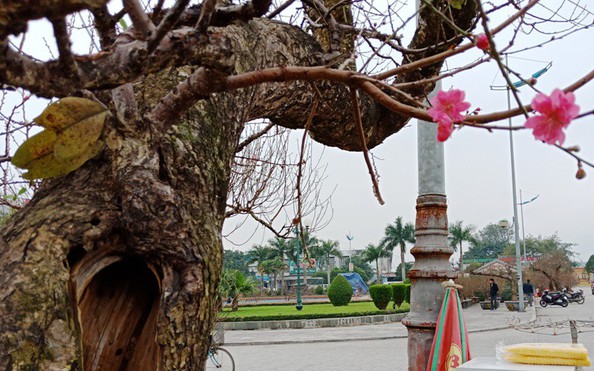 Đào cổ thụ từ Hải Phòng vào chợ Tết Thanh Hóa được “hét” giá 100 tỷ lệ kèo nhà cái