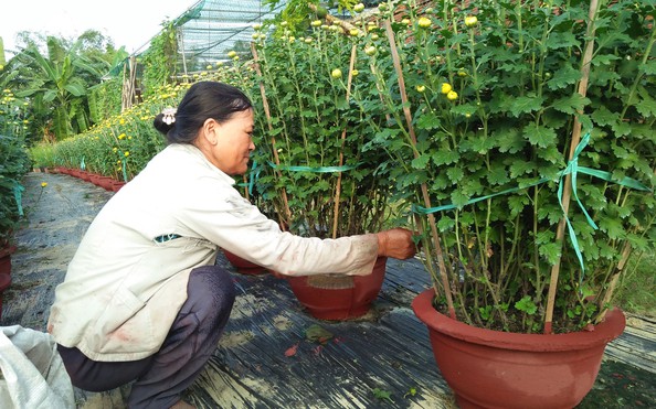 Phập phù kèo nhà cái tỷ lệ bóng đá kiểng Tết (*): Quyết không bỏ nghề