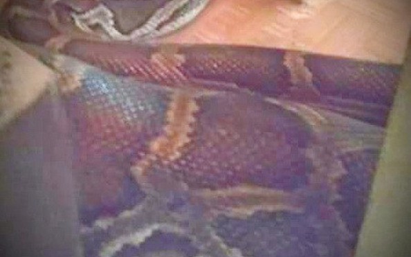 An Giang lại xuất hiện trăn "khủng" bò tỷ lệ kèo nhà cái malaysiao chùa