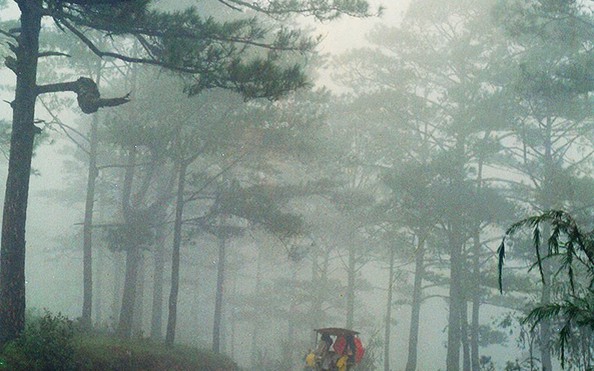 CAO%20NGUYÊN%20LÂM%20VIÊN%20|%20Tin%20tuc%20CẬP%20NHẬT%20,%20cao%20nguyen%20lam%20vien%20|%20Báo%20Người%20%20lao%20động