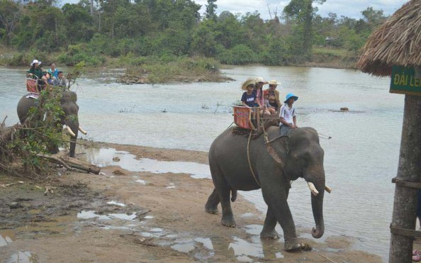Chật vật giúp voi makèo nhà cái tỷ lệ bóng đá thai, đẻ con