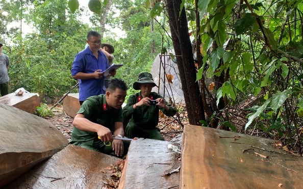 Còn phá rừng, còn thảm họa thiên tai