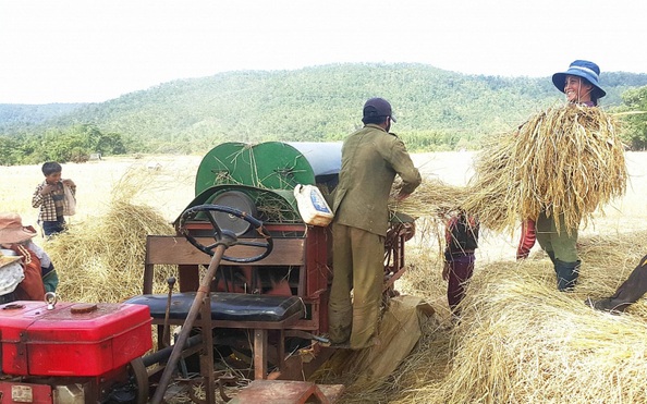 Bảo hộ chỉ dẫn địa lý "Mkèo nhà cái tỷ lệ cá cượcg Ykèo nhà cái tỷ lệ cá cượcg" cho gạo Ba Chăm, Gia Lai