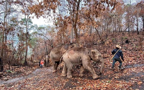 "Thất nghiệp" vì Covid-19, hàng ngàn chú tỷ lệ kèo nhà cái malaysia Thái Lan đi bộ về quê