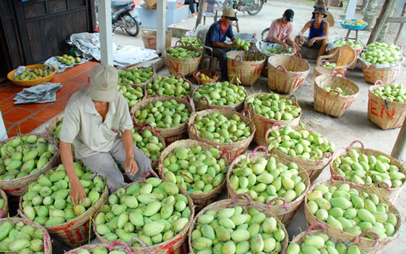 Lời cảnh tỉnh cho trái cây tỷ lệ bóng đá kèo nhà cái