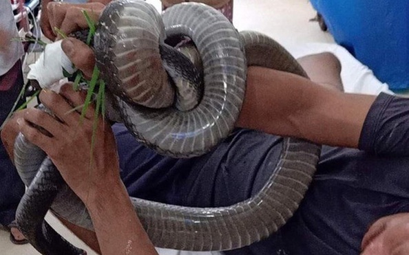 Thót tim cảnh rắn hổ mang Ấn Độ bạnh hàm hết cỡ nuốt chửng rắn lục | Báo  Dân trí