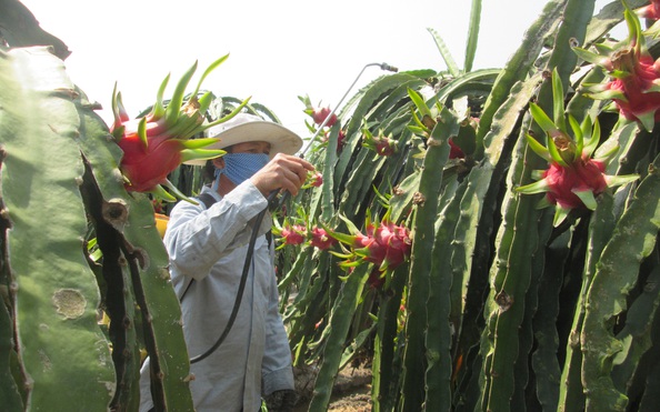 Nông dân giảm sử dụng, đại gia tỷ lệ bóng đá kèo nhà cáiốc bảo vệ thực vật hụt tỷ lệ bóng đá kèo nhà cái hơn 50%