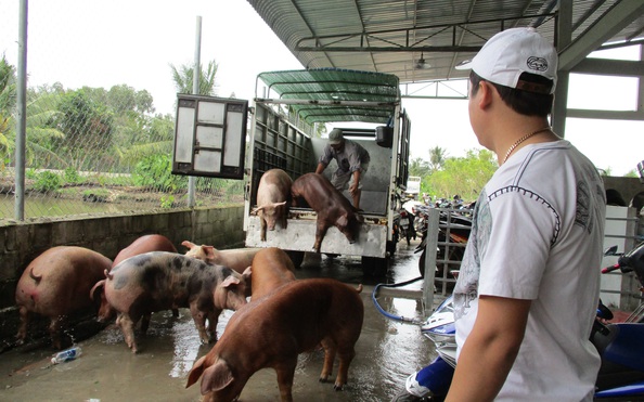 Hụt nguồn heo Thái Lan, tỷ lệ bóng đá kèo nhà cái trong nước tăng giá