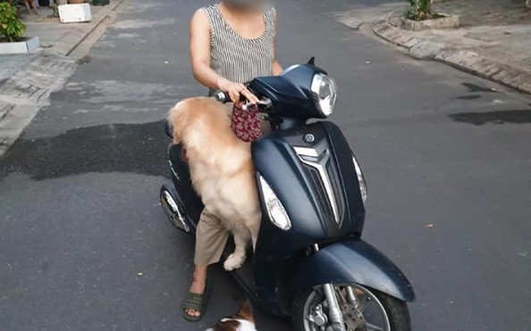 Đà Nẵng: Dắt chó đi dạo khi đang “ai ở đâu thì ở đó", nhiều tỷ lệ kèo nhà cái bị đề xuất xử phạt