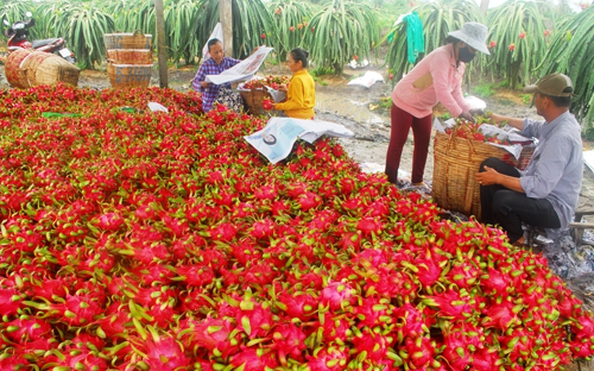 Cấp bách tìm lối ra cho nông sản
