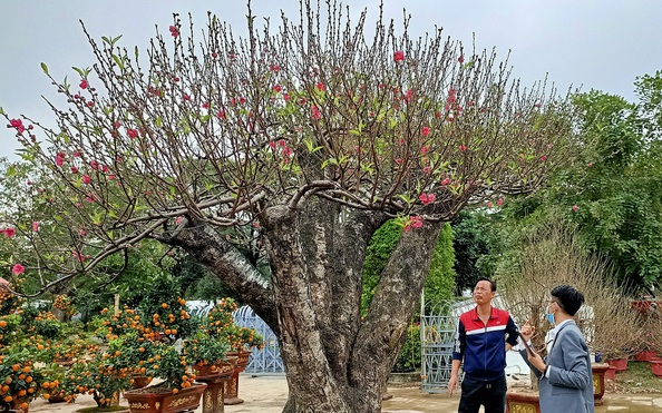 Đào khủng có dáng "bàn tay lộc" được hét giá gần 100 tỷ lệ kèo nhà cái