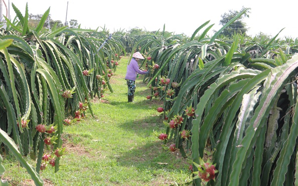 kèo nhà cái tỷ lệ cá cược trồng thanh long vụ Tết lại thấp thỏm