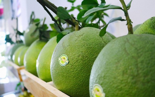 Bưởi tươi tỷ lệ bóng đá kèo nhà cái Nam được cấp phép vào Mỹ