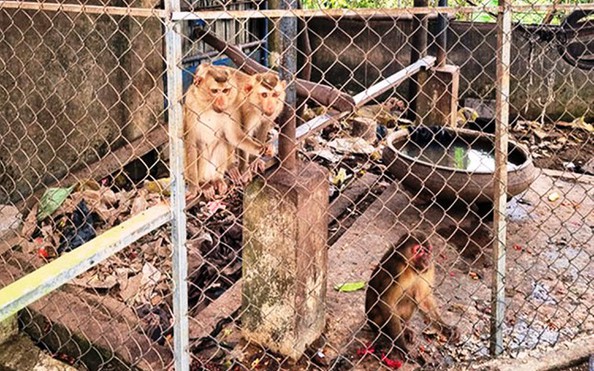 Người dân mang 4 con khỉ quý hiếm đến chùa để... phóng tỷ lệ kèo nhà cái malaysia