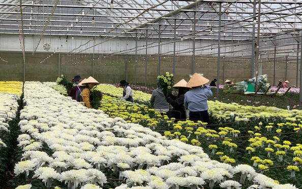 Không để tỷ lệ kèo nhà cái malaysia cắt cành dội chợ