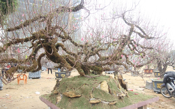 Đào cổ thụ thuê cả trăm tỷ lệ kèo nhà cái hút khách dịp tết