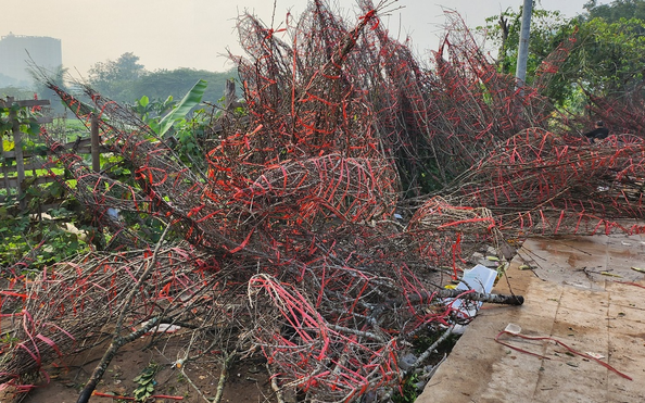 Đào rừng ế ẩm, tỷ lệ cá cược kèo nhà cái bán vứt thành đống trên phố chiều 30 Tết