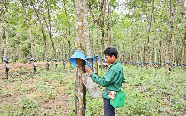 Đầu tư ra nước ngoài từ những dự án trồng kèo nhà cái tỷ lệ bóng đá: Hành trình 15 năm trên đất chùa tháp