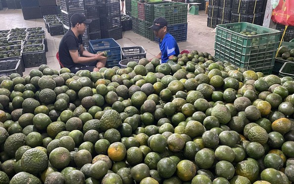 Giải cứu tỷ lệ kèo nhà cái hôm nay đến khi nào?