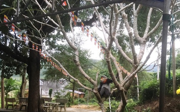 tỷ lệ kèo nhà cái 88: 3 con Voọc chà vá quý hiếm vào chùa xin ăn