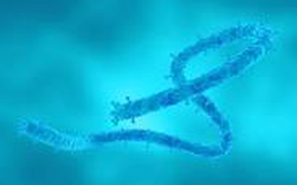 Bệnh viện Chợ Rẫy cảnh tỷ lệ kèo nhà cái 88 mức độ nguy hiểm của virus Marburg