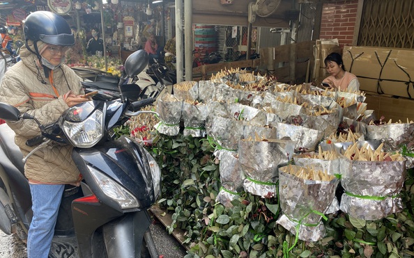Bất ngờ với nguồn tỷ lệ kèo nhà cái malaysia hồng dịp lễ 8-3