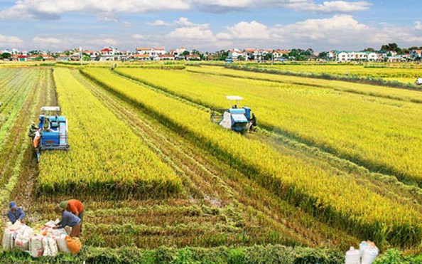 Việt Nam là nhà cung cấp lương bóng đá tỷ lệ kèo nhà cái minh bạch, trách nhiệm