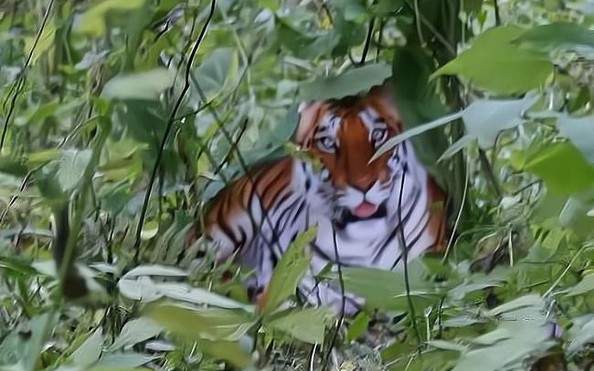 XUẤT HIỆN HỔ Ở LÂM ĐỒNG | Tin tuc CẬP NHẬT , xuat hien ho o lam dong | Báo  Người lao động