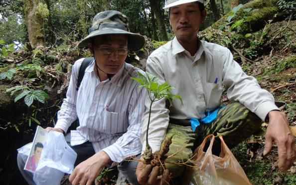 Vì sao mô hình trồng sâm Ngọc tỷ lệ cá cược kèo nhà cái nuôi cấy mô 1,2 tỉ đồng bị dừng?