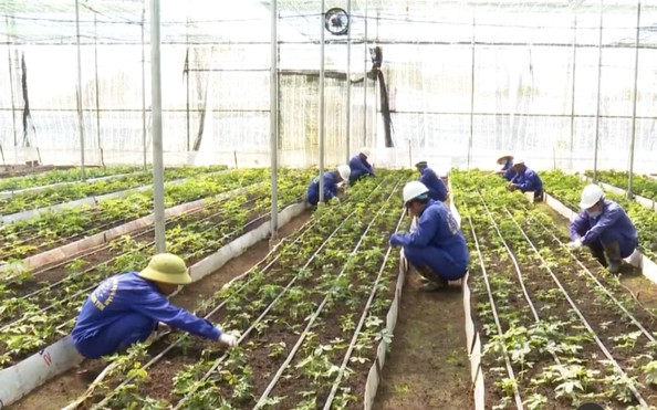 Bị thu hồi giấy xác nhận về sâm Ngọc Linh, một công ty hành xử "kì lạ"