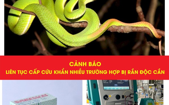 Hai phụ nữ suýt mất mạng vì rắn độc trong vườn nhà