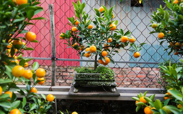 Độc đáo quất bonsai cả chục triệu mua chơi tỷ lệ kèo nhà cáit Giáp Thìn 2024