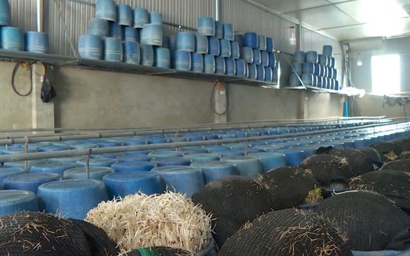 Bách Hoá Xkèo nhà cái tỷ lệ bóng đáh nói gì khi bán hàng trăm kg giá đỗ ngâm hóa chất?